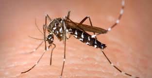 Bahaya penyakit Malaria untuk keluarga