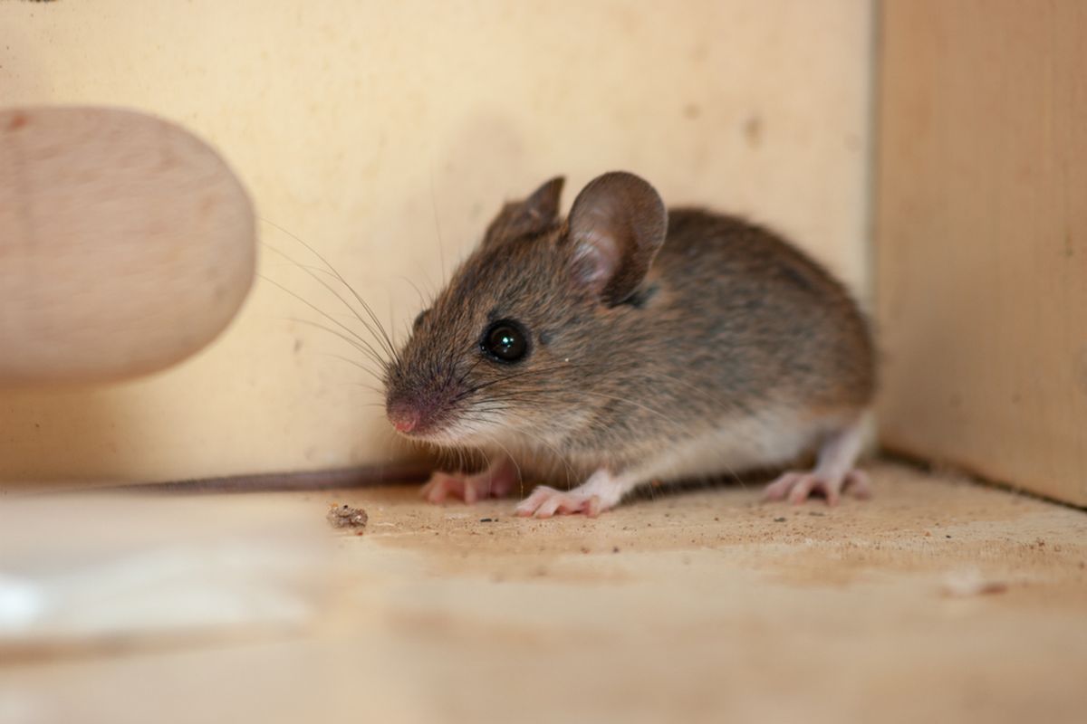 Rumah Bebas Tikus? Yuk Coba Anti Tikus Curut di Batuceper Tangerang dari Predatorhama!