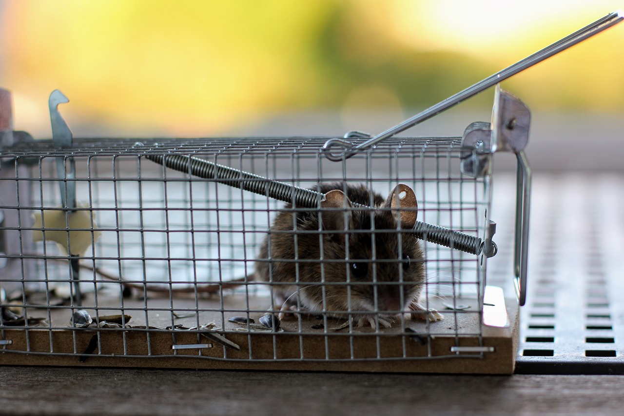 Butuh Jasa Anti Tikus Curut di Benda Tangerang? Solusinya Ada di Sini!
