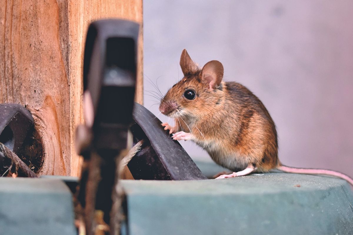 Teror Tikus di Rumah? Ini Dia Solusi Ampuh Anti Tikus diRumah di Benda Tangerang, Cuma di Predatorhama.com!