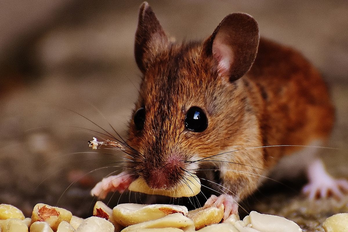 Predatorhama.com, Jasa Pembasmi Tikus di Cibodas Tangerang dengan Garansi 5 Tahun!