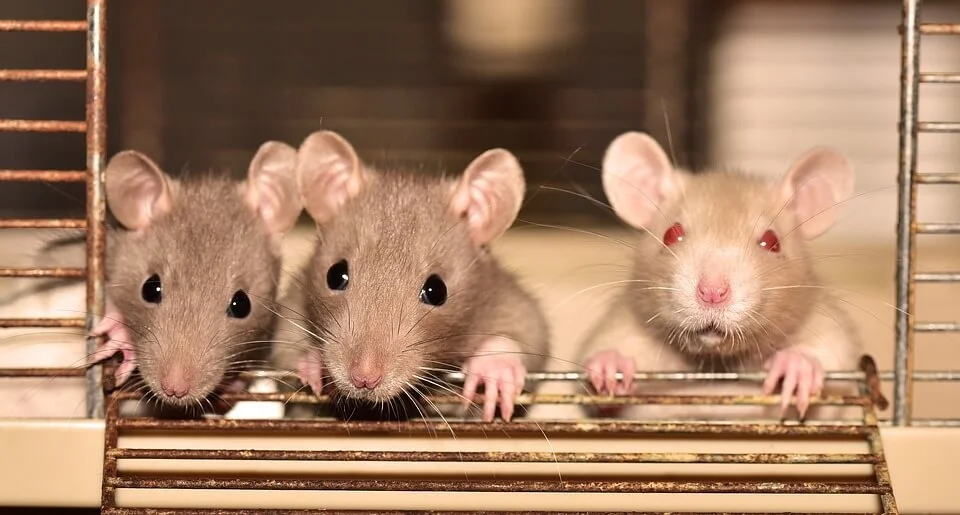 Jasa Anti Tikus di Batuceper Tangerang: Solusi Ampuh Bebas Gangguan Tikus di Rumah dan Mobil