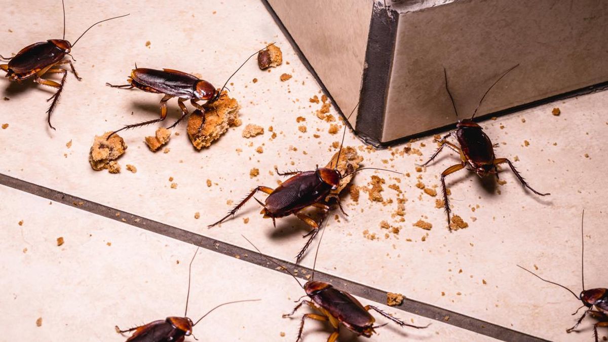 Gila! Cuma PREDATORHAMA yang Paling Jago Jadi Jasa Pembasmi Kecoa di Batuceper Tangerang!