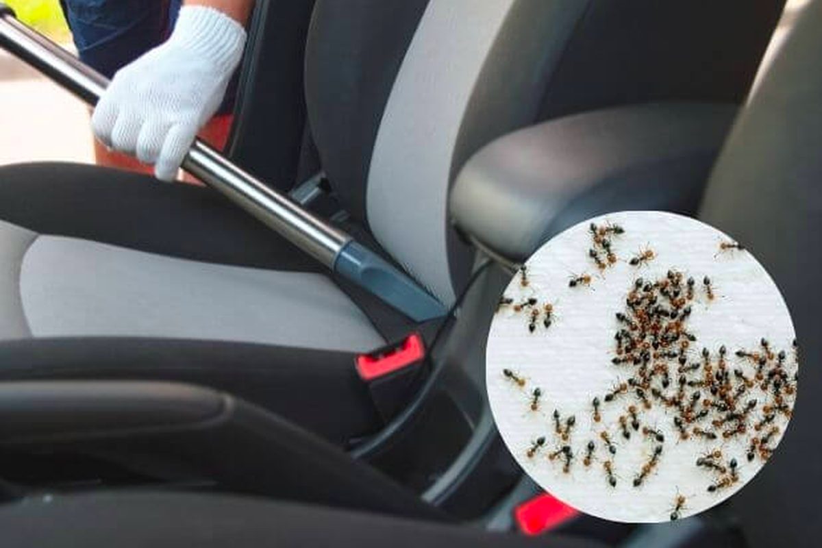 Temui Jasa Pembasmi Semut di Mobil di Batuceper Tangerang Sekarang Juga!