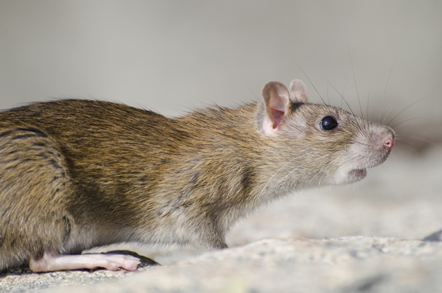 Waspada Curut di Rumah Bisa Bahaya! Yuk, Kenalan Sama Anti Tikus Curut Cibodas Tangerang