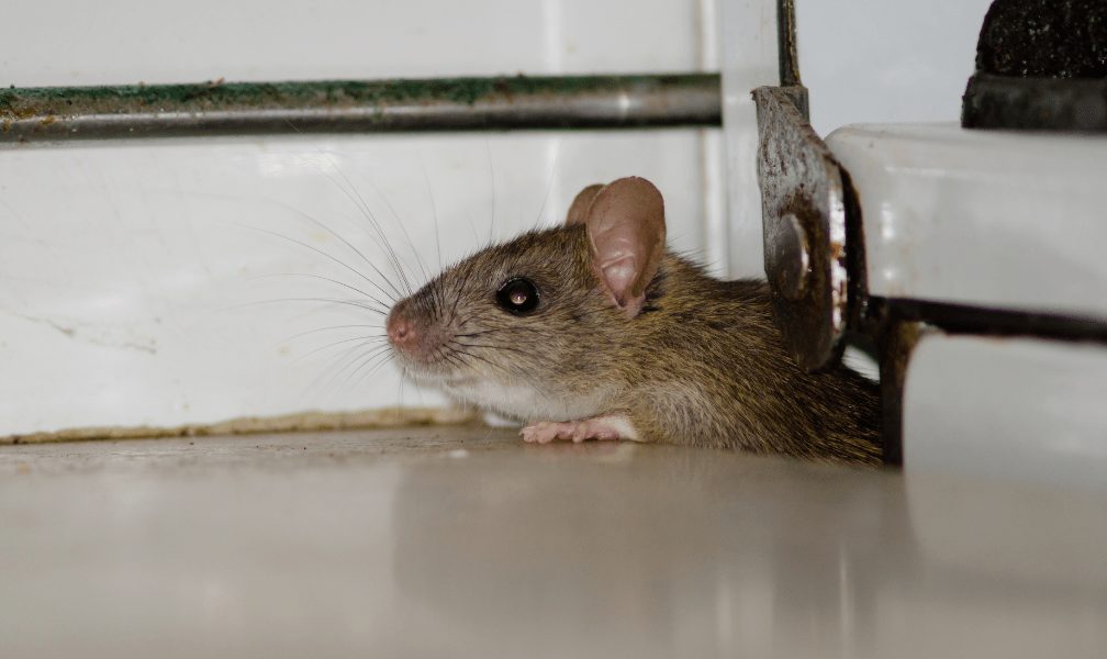 Cuma Predatorhama yang Berani Kasih Garansi! Solusi Anti Tikus di Cibodas Tangerang yang Paling Dicari