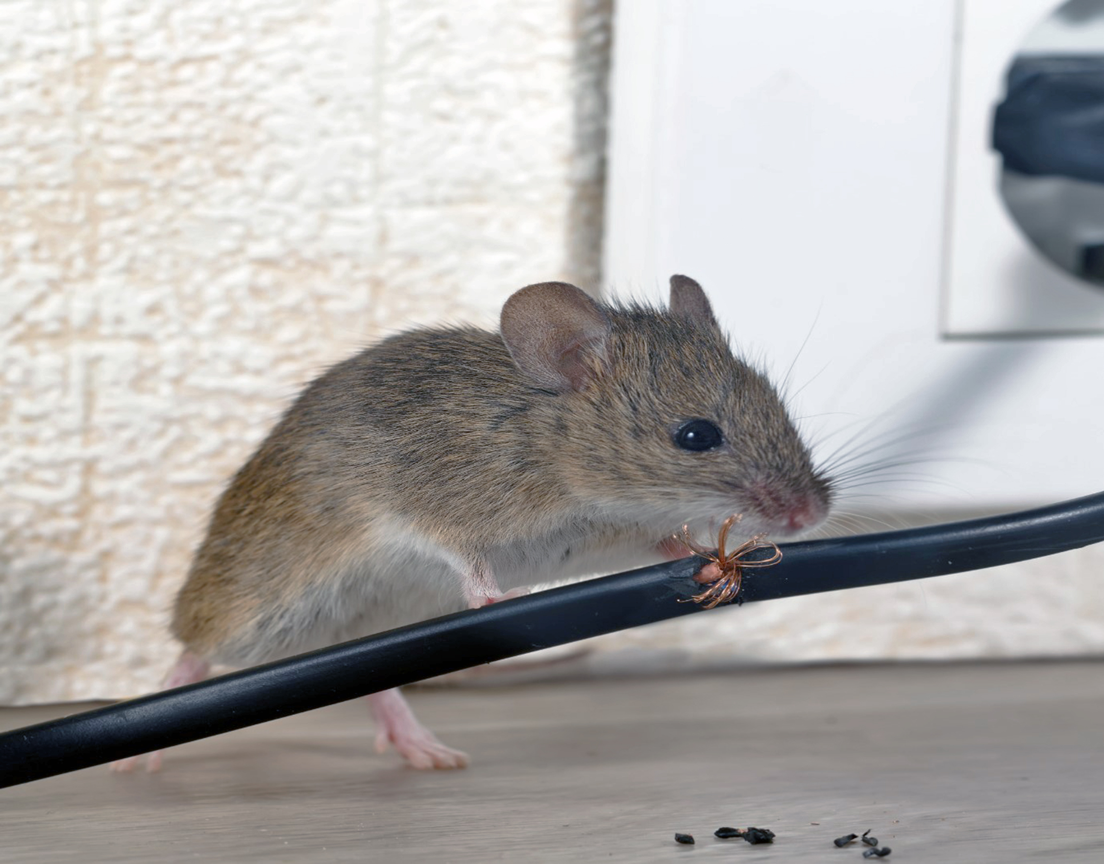 Rumah Bebas Tikus dengan Jasa Anti Tikus Dirumah di Ciledug Tangerang dari Predator Hama!