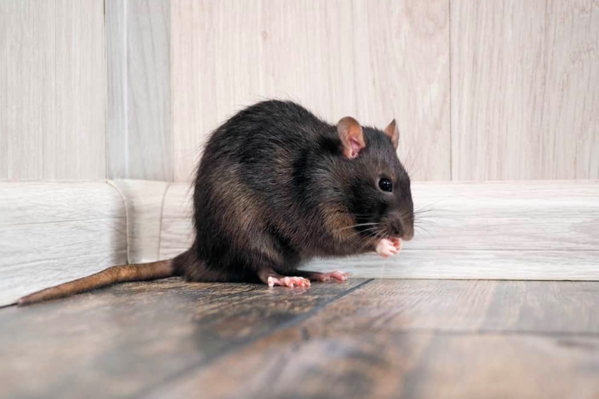 Tikus Curut Minaggat dengan Jasa Anti Tikus Curut di Jatiuwung Tangerang!