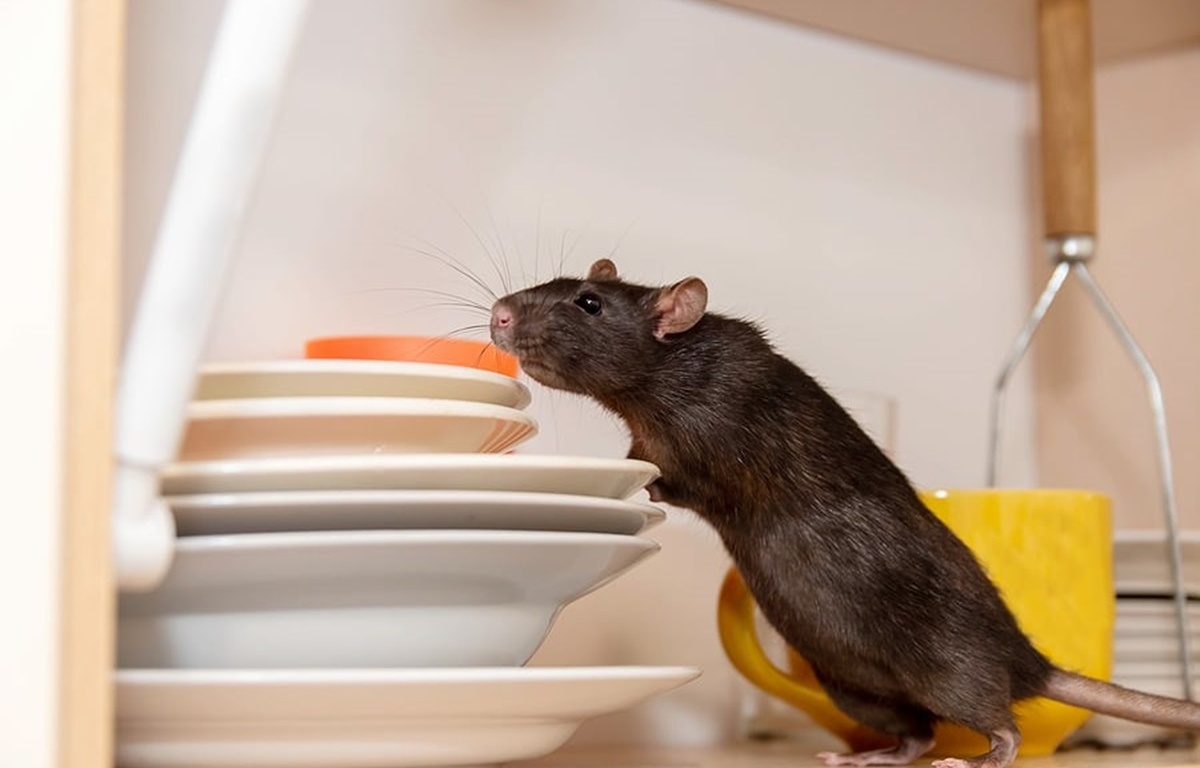 Hunian Lebih Aman Bersama Jasa Anti Tikus di Rumah di Jatiuwung Tangerang!