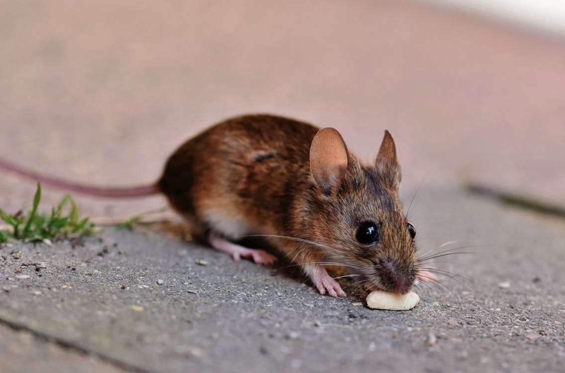 Gunakan Jasa Pembasmi Tikus di Cipondoh Tangerang, Solusi Ampuh Usir Tikus Membandel!