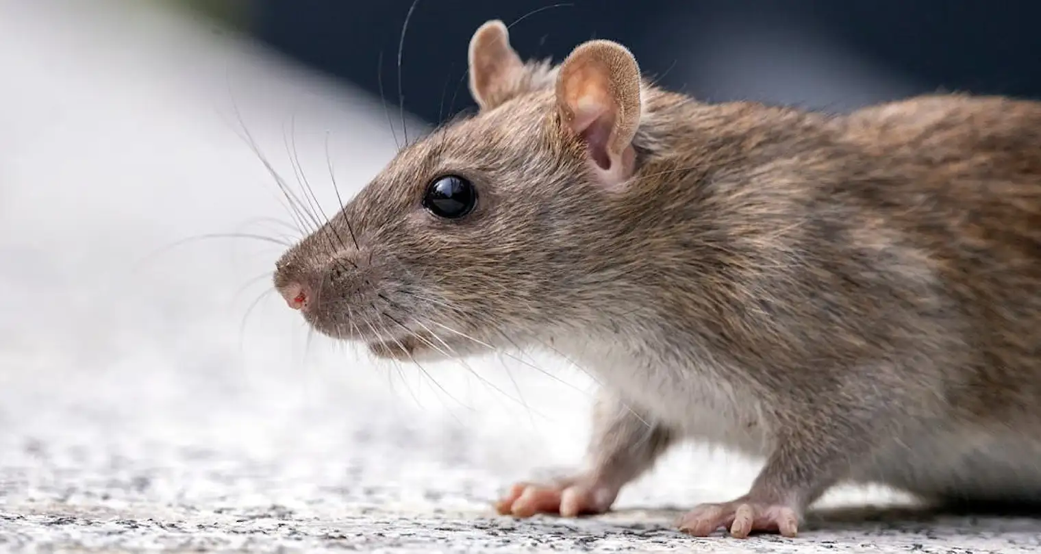 Gak Mau Rumah Bau Tikus? Coba Jasa Anti Tikus di Cipondoh Tangerang!