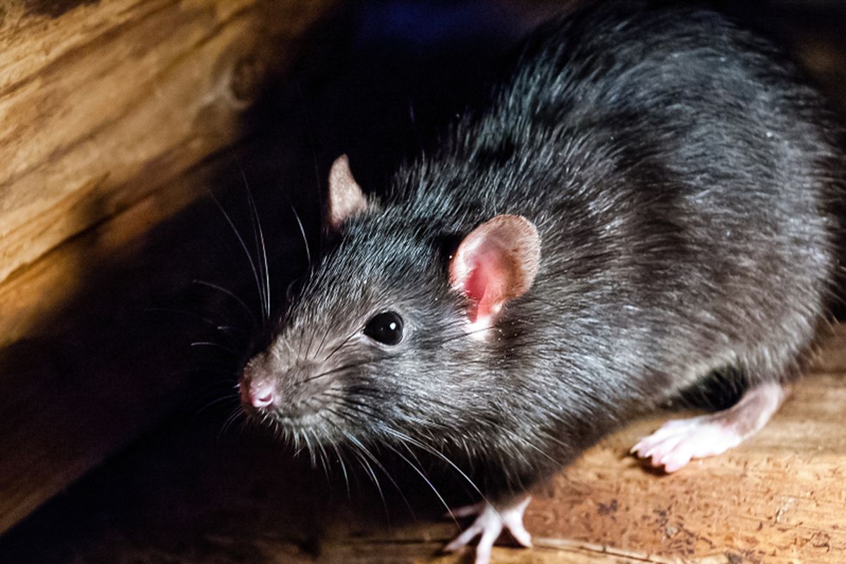 Basmi Tikus Sekali Tuntas! Ini Jasa Anti Tikus Dirumah di Cipondoh Tangerang yang Bikin Hidupmu Tenang