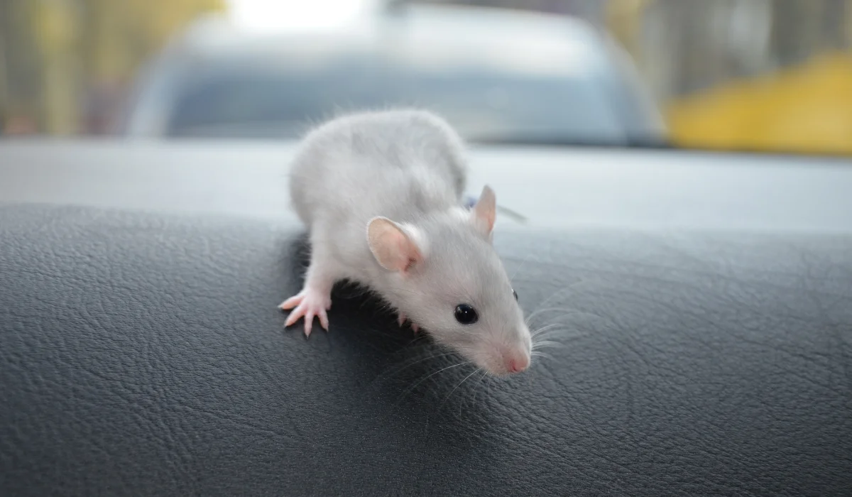 Mau Basmi Tikus? Layanan Anti Tikus di Jatiuwung Tangerang Ini Solusinya!
