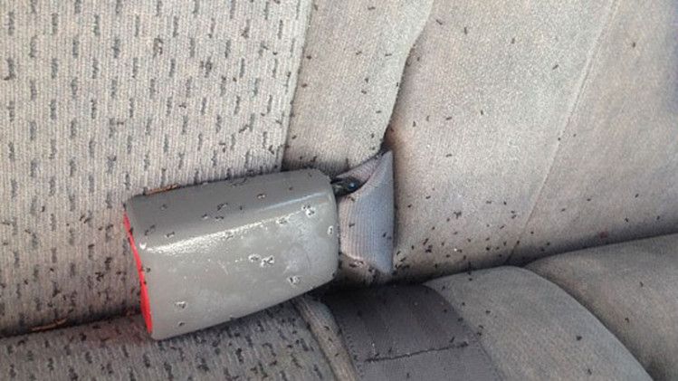 Jangan Biarkan Semut Kuasai Mobil Kamu! Gunakan Jasa Pembasmi Semut di Mobil di Jatiuwung Tangerang dari PredatorHama.com