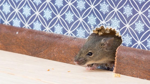Tikus Bikin Pusing? Gunakan Jasa Pembasmi Tikus di Jatiuwung Tangerang dari PredatorHama.com Sekarang!