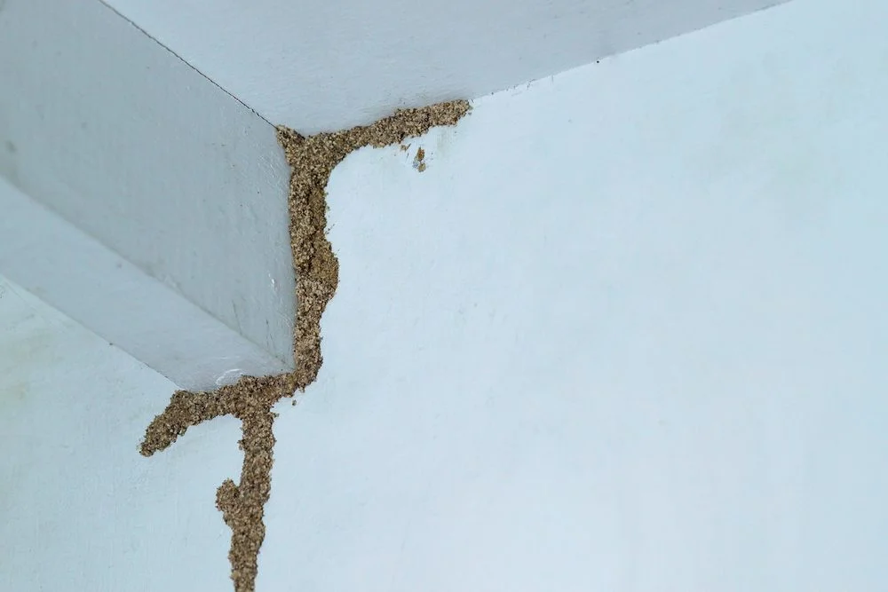 Cari Jasa Pembasmi Kecoa? di Cipondoh Tangerang Ada Lho!