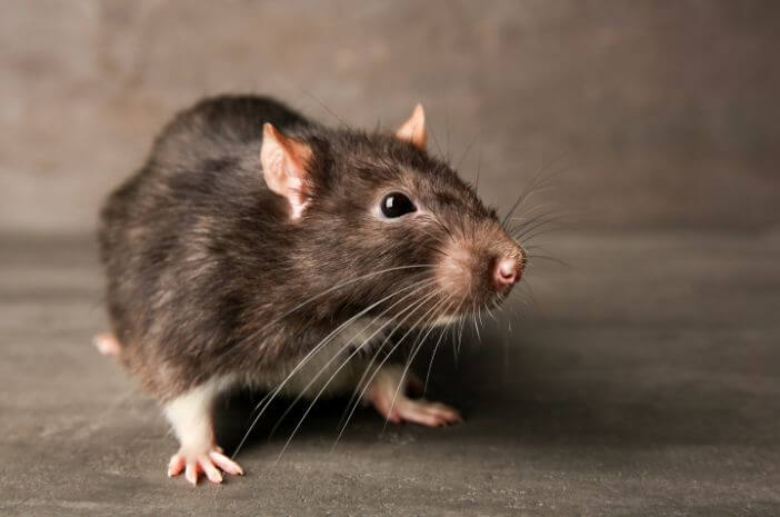 Stop Gangguan Tikus! Saatnya Gunakan Jasa Pembasmi Tikus di Karawaci Tangerang yang Profesional