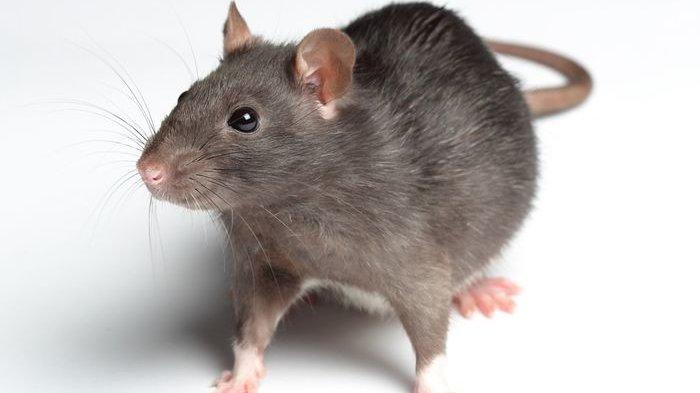 Jasa Pengusir Tikus di Karangtengah Tangerang yang Aman dan Efektif