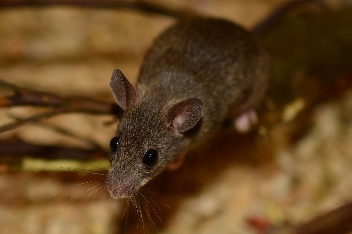 Ternyata ini nih Jasa Anti Tikus Curut di Karangtengah Tangerang yang Ampuh dan Terpercaya