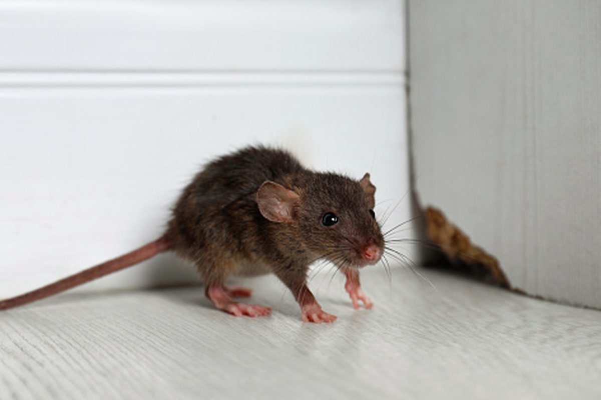 Ini Dia Jasa Anti Tikus di Karangtengah Tangerang Terpercaya dan Ampuh Basmi Hama
