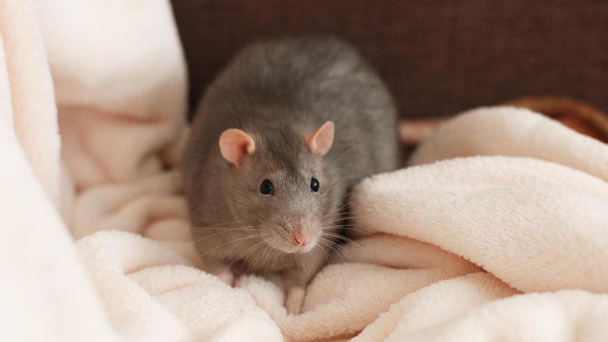 Rumah Bebas Tikus Total dengan Jasa Anti Tikus di Karangtengah Tangerang!